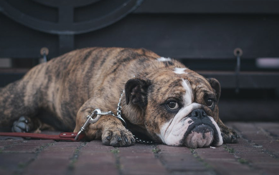Bulldog Tattoo Designs Bulldog Tattoo Designs