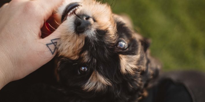 Dog memorial Tattoos
